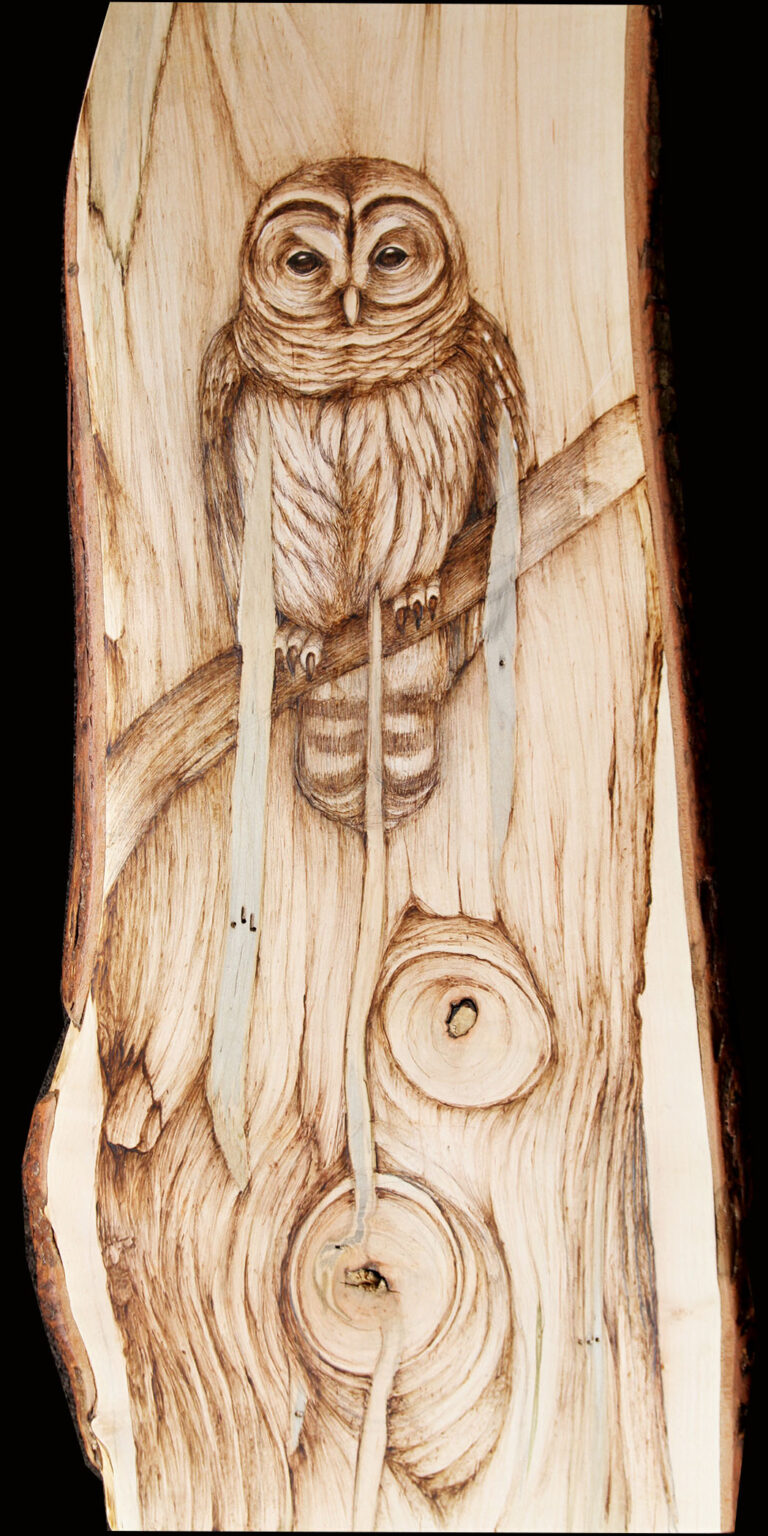 Barred Owl Pyrography on Red Maple