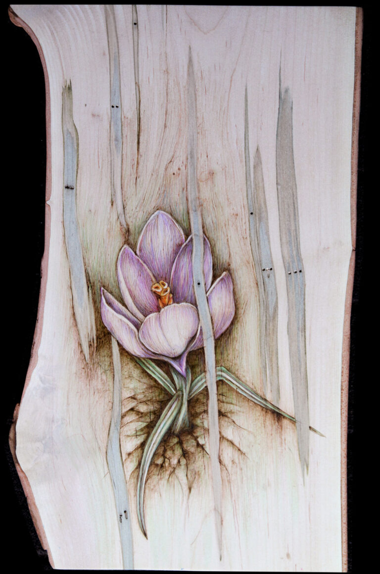 Spring Crocus Pyrography and Ink on Red Maple