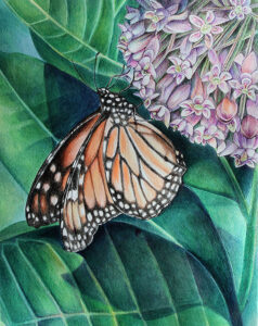 Monarch Butterfly on Milkweed Pen and Ink Drawing