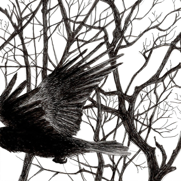 flying crow in trees ink drawing